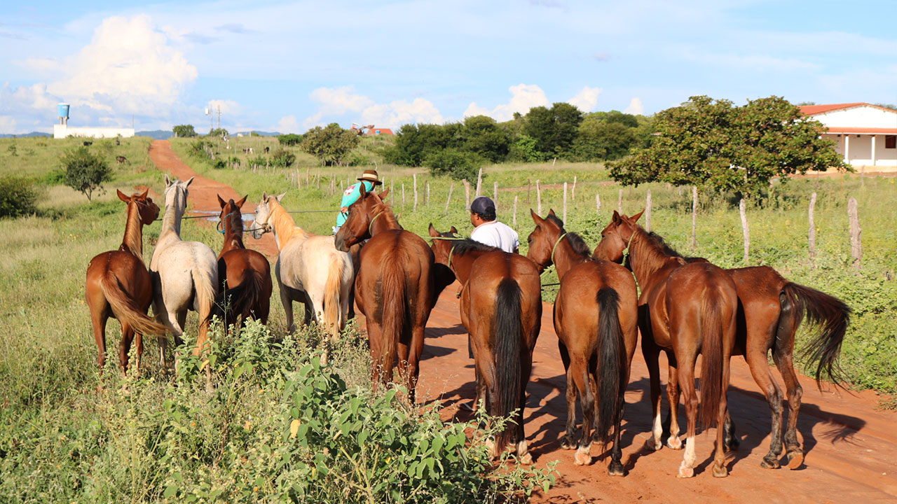 Prefeitura apreende nove cavalos que estavam soltos às margens da PE-430