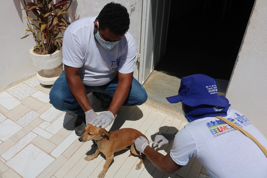 São José do Belmonte faz vacinação antirrábica porta a porta em cães e gatos